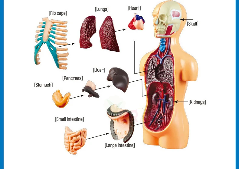 modelo de anatomia do corpo humano esqueleto de órgão infantil de brinquedos aprendizagem brinquedo jogo de haste