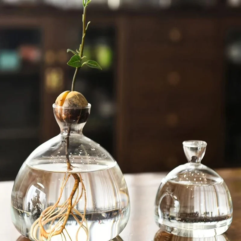 زجاجة زراعة شتلات الأفوكادو مزهرية زجاجية شفافة مج...