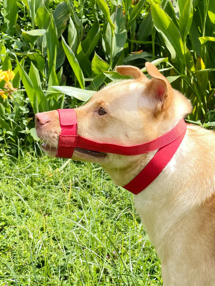 Dog Muzzle Anti-Chew Anti-Detachment Pet Masks for Small, Medium, Large Short-Muzzled Pets
