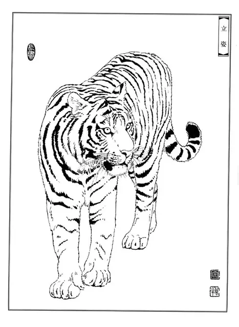 Tiger Line Drawing Manuscript Chinese Traditional Paintings Meticulous  Painting Line Draft Copy Animal Line Draft Practice