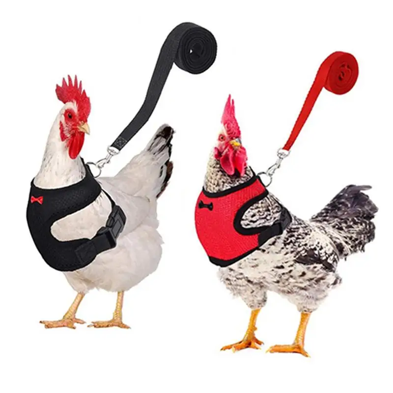 Chicken Accessories Chicken Harness Chickens Strap Chicken Leash