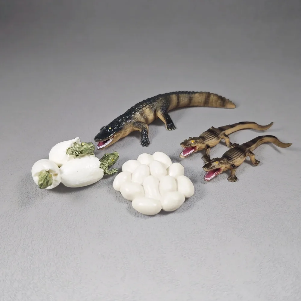 Crocodile Growth Cycle Model Toy for Kids Animal Cognition Early Education Science Ornament-Egg Hatching Cub Adult 4 Stages