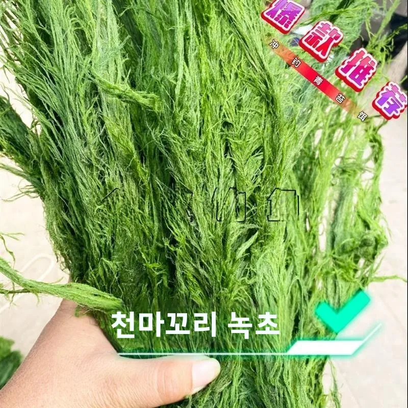 청두 스트림 모스를 바로 사용할 수 있는 잉어 낚시 루어, 플랫 피쉬, 레드 테일 배스, 송어, 계류 낚시용 미끼, 낚시 장비
