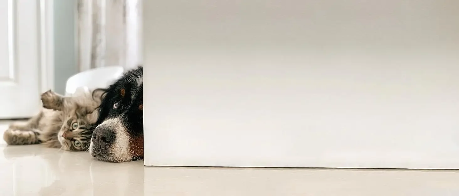 pet