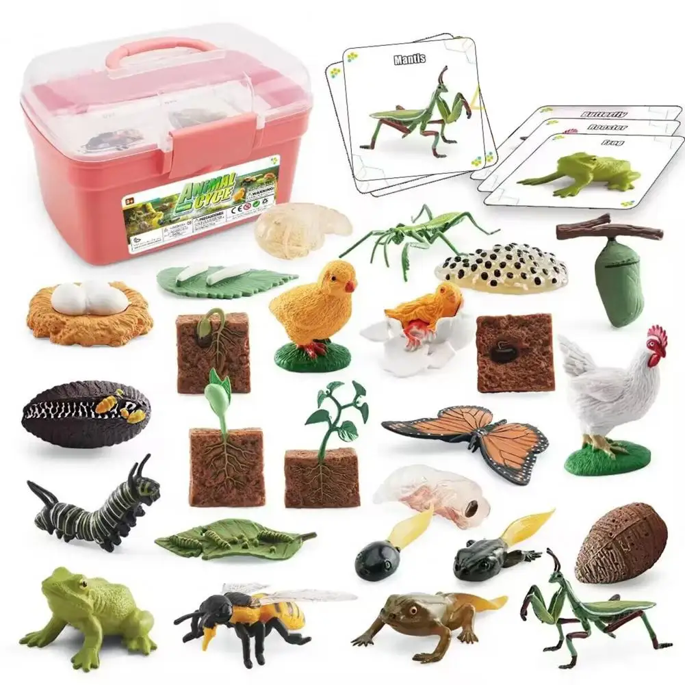 1 Set Life Cycle Learning Toys Frog Butterfly Chicken Mantis Bee Plants Educational Figurines for Kids 5