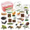 1 Set Life Cycle Learning Toys Frog Butterfly Chicken Mantis Bee Plants Educational Figurines for Kids 5