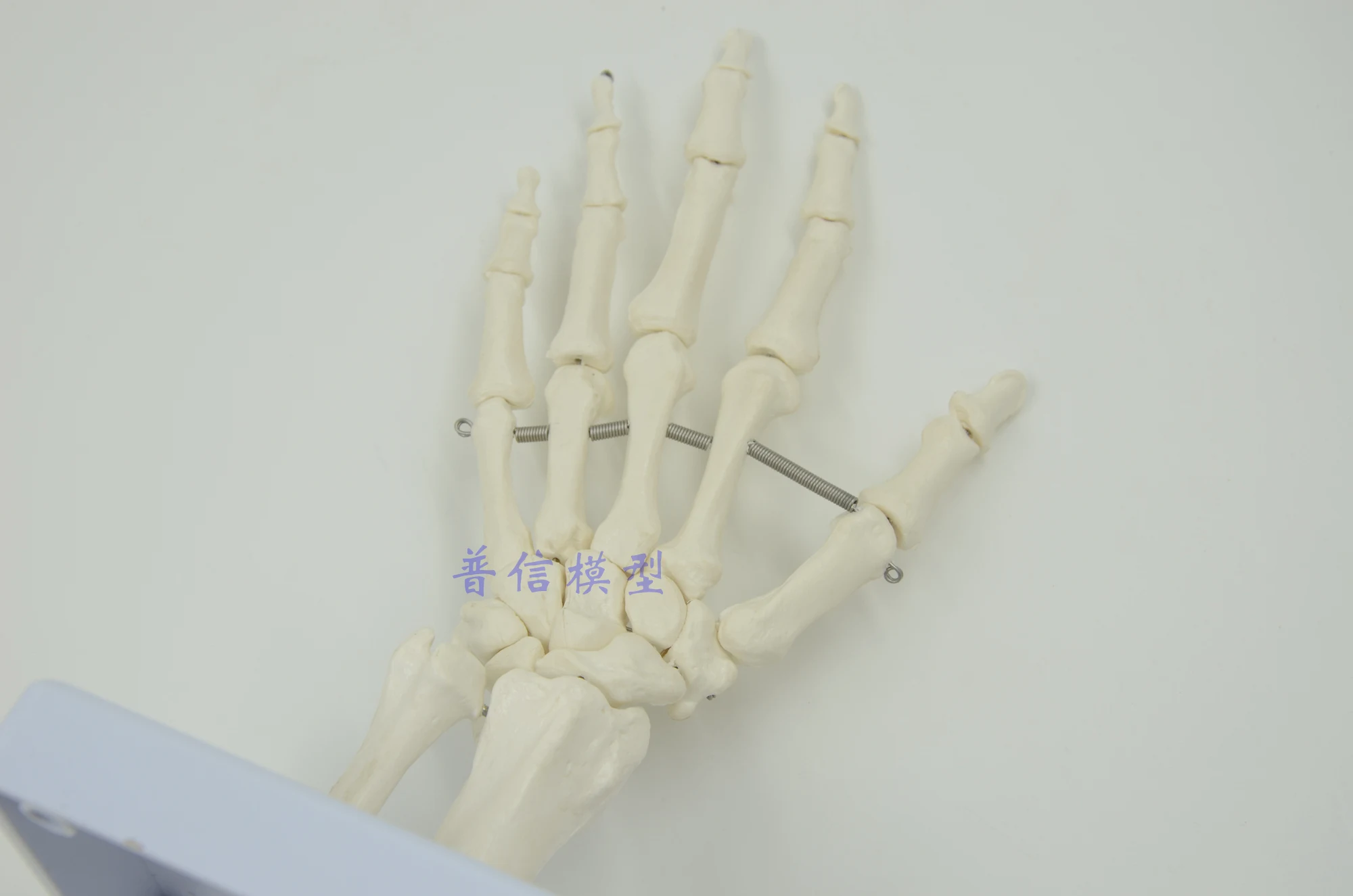 Human hand joint model hand skeleton model Medical Science teaching supplies