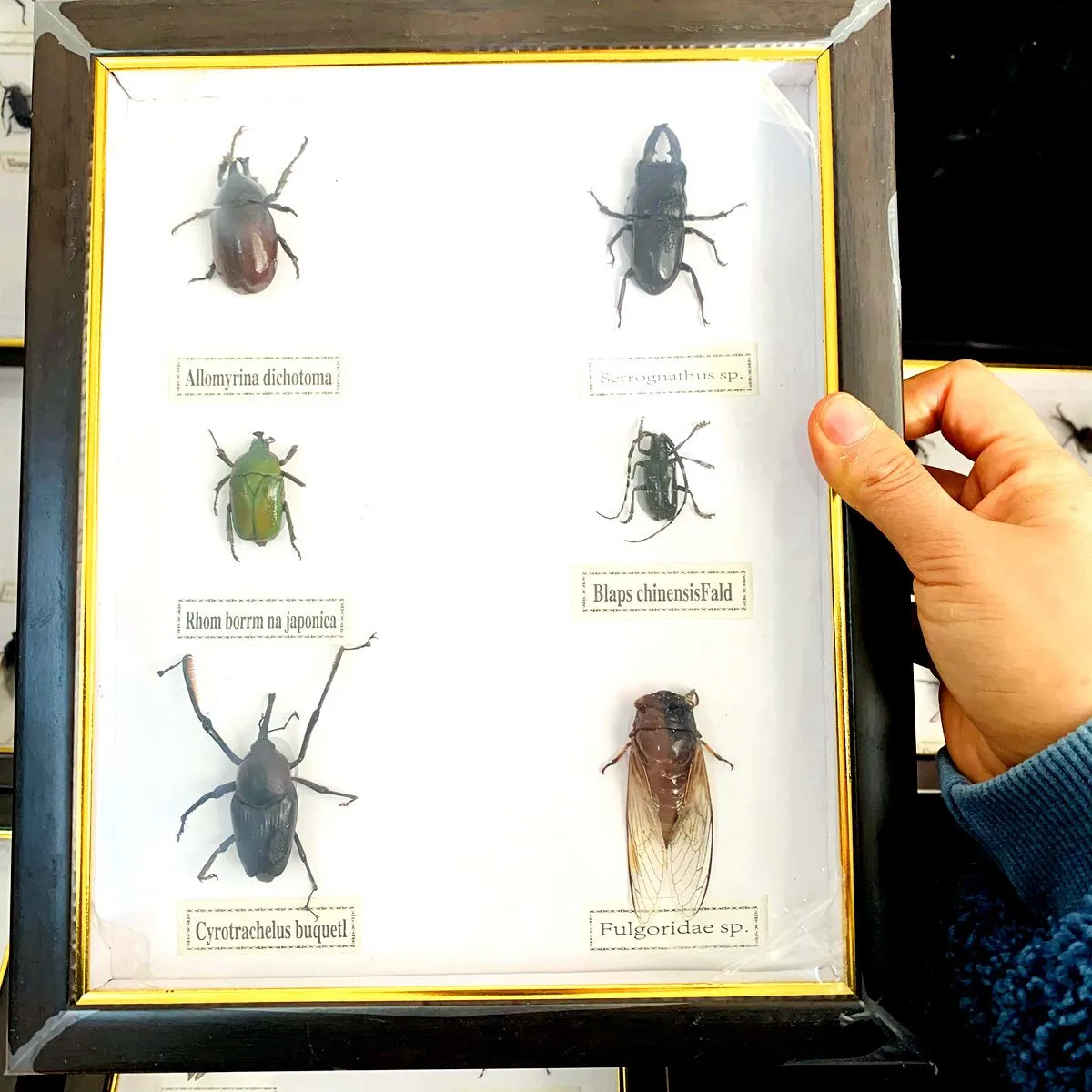 New real insect specimen transparent resin spider autumn beetle scorpion wasp with Photo frame 3