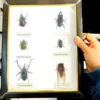 New real insect specimen transparent resin spider autumn beetle scorpion wasp with Photo frame 3