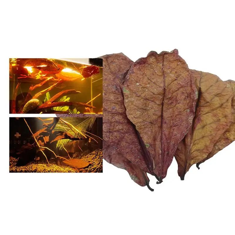 Natural Aquarium Almond Leaves for Fish and Amphibians
