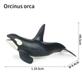 Orcinus orca