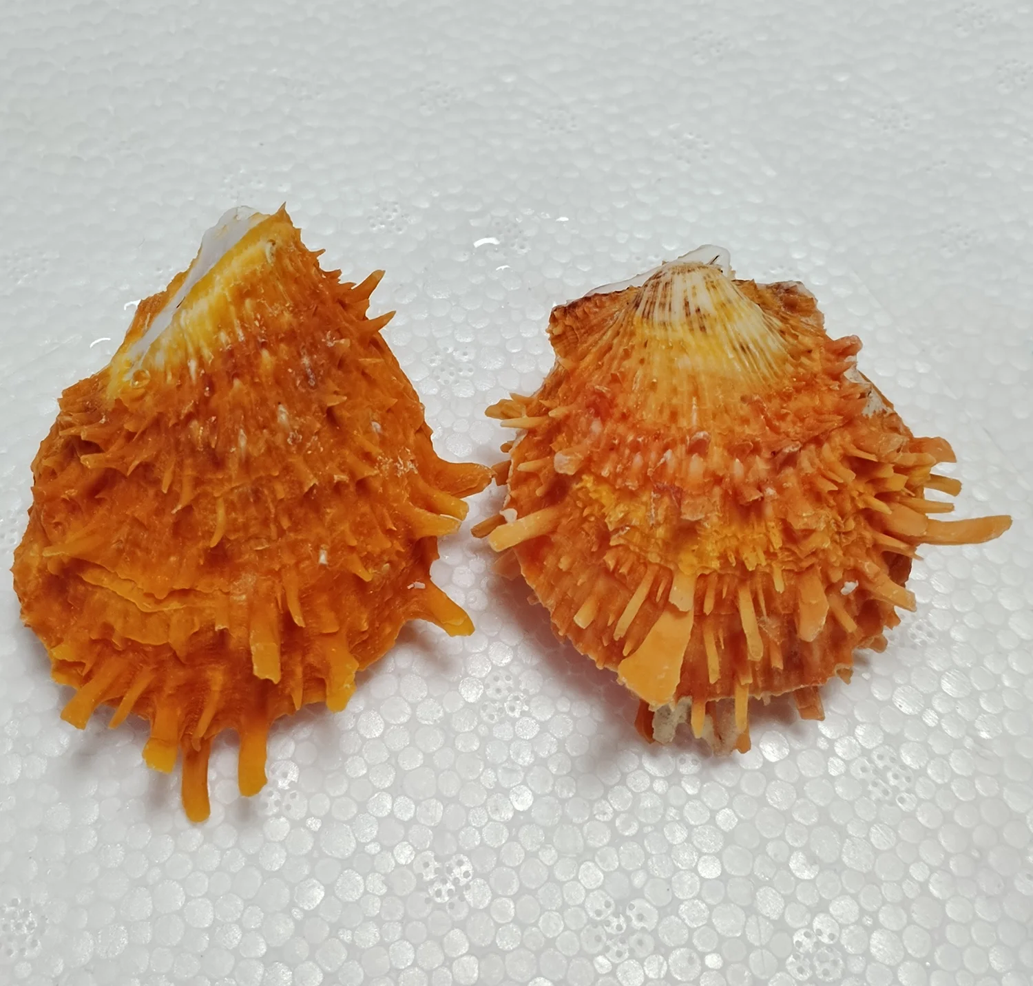4-7cm 자연 가시 굴 조가비 껍질 선물 수족관 장식 크리스마스 장식 오렌지 스폰디 리대 염소 바다 국화