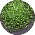 Military Green 30