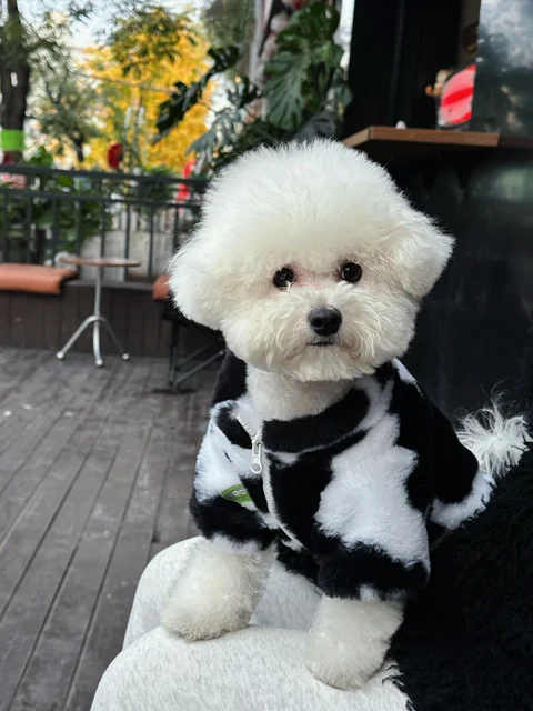 Dog clothes autumn and winter warm schnauzer fah bichon teddy small and medium-sized dogs and cats thickened fur coat 4