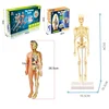 3D Montessori Puzzle Mannequin Human Anatomy Model Children's Learning Organs Toys Educational Body Learning Tools STEM Toys 5