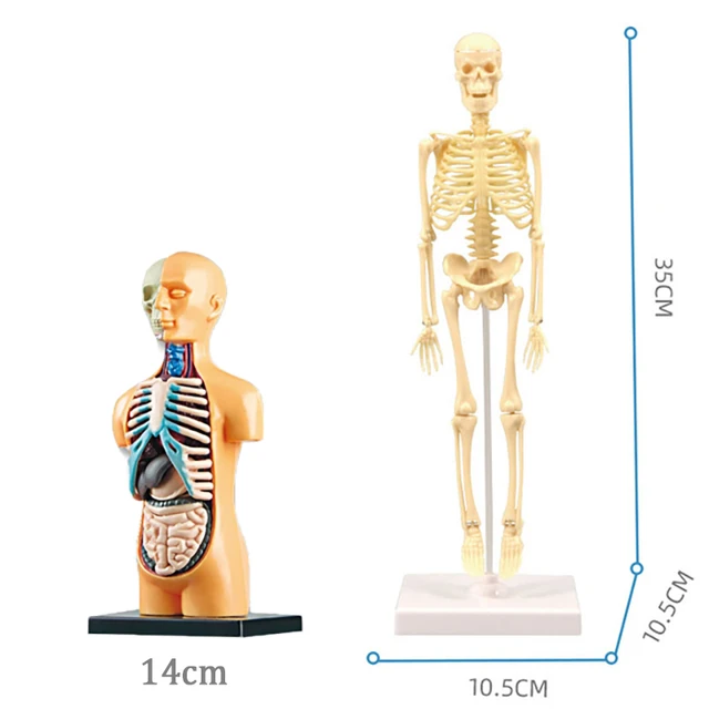 3D Human Torso Body Anatomy Model Toy Human Body Organ Assembly Learning Educational Science Kits Teaching Aids DIY Toy For Kids 6
