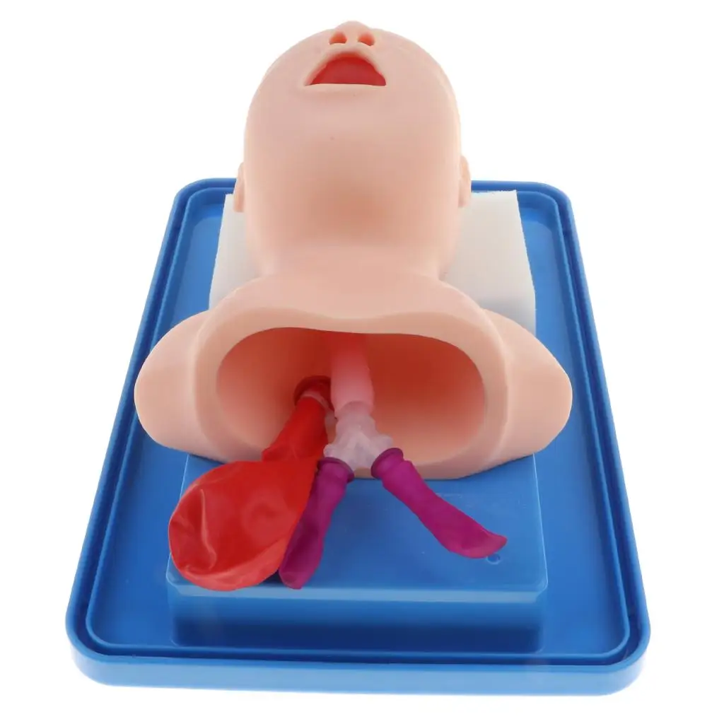 

Intubation Manikin Teaching Baby Model Management Trainer Tool Kits