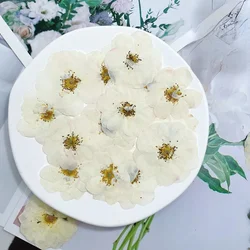 3-5cm/12pcs,Nature white rose petals,real pressed rose DIY Wedding invitations graft Bookmark Gift Cards phone case decoration