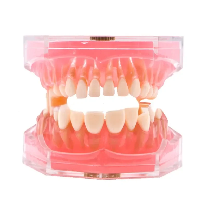 Рисунок 3 - Модель для обучения зубам