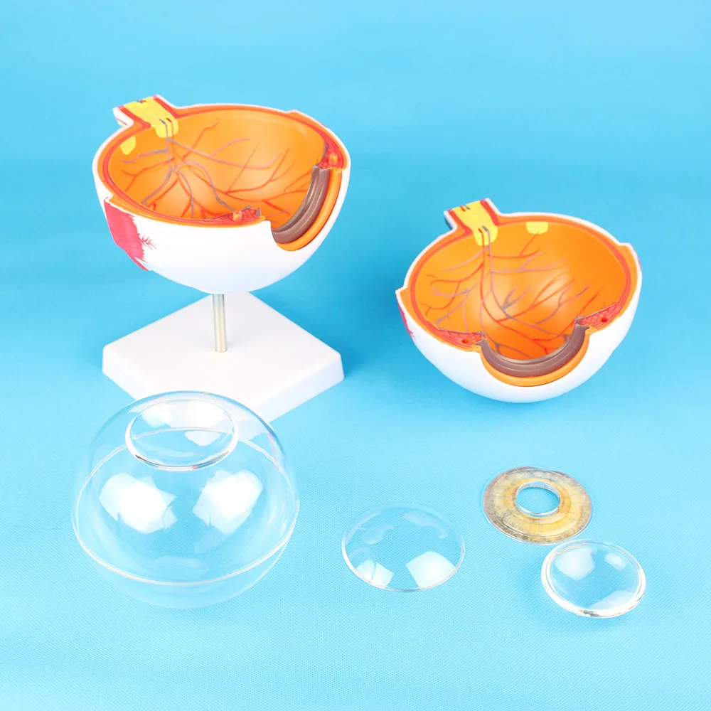 Anatomical Eye Model For Eye Special Teaching