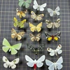 Real Butterfly, Big Silkworm Moth Specimen, Photography, Props, Home Decoration, DIY Handicraft Exhibition Collection Sculpture 1