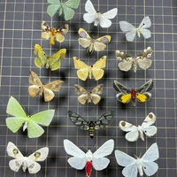 Real Butterfly, Big Silkworm Moth Specimen, Photography, Props, Home Decoration, DIY Handicraft Exhibition Collection Sculpture 1