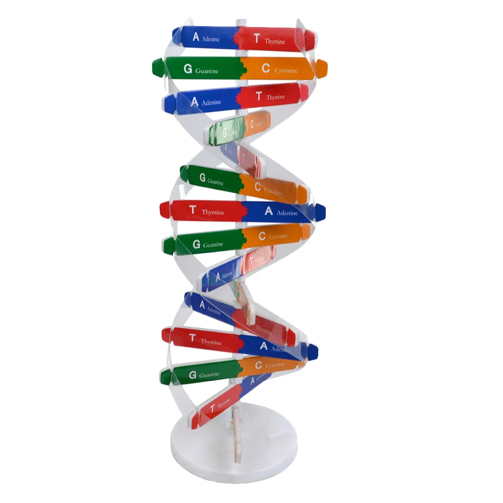 

Научная версия, ДНК с двойной завиткой, детские игрушки, обучающий инструмент
