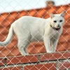 Cat Safety Protection Fence Pet Anti-Fall Netting Fence Cat Dog Nylon Protective Transparent Mesh Nylon Balcony Protective Fence 3