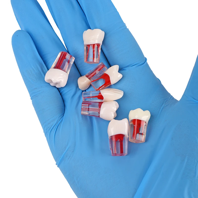 تسوق 5pcs Dental Endodontic Root Canal Practice Model Teaching Tooth