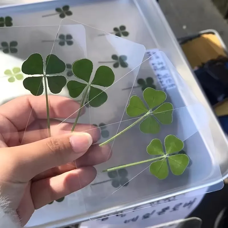 5Pcs Lucky Clover Postcards Natural Grass Transparent Wishing Cards