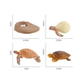 Life Cycle Set C