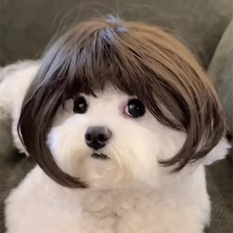 Shih Ridiculous Dog Haircuts Funny Shih Tzu Haircuts 2025