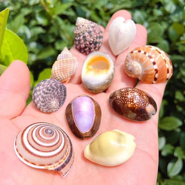 20 Pieces Natural Nassariidae Shells Small Sea Shells for Crafting Spiral  Conch Shells for Crafts Charms for Home Decorations - AliExpress