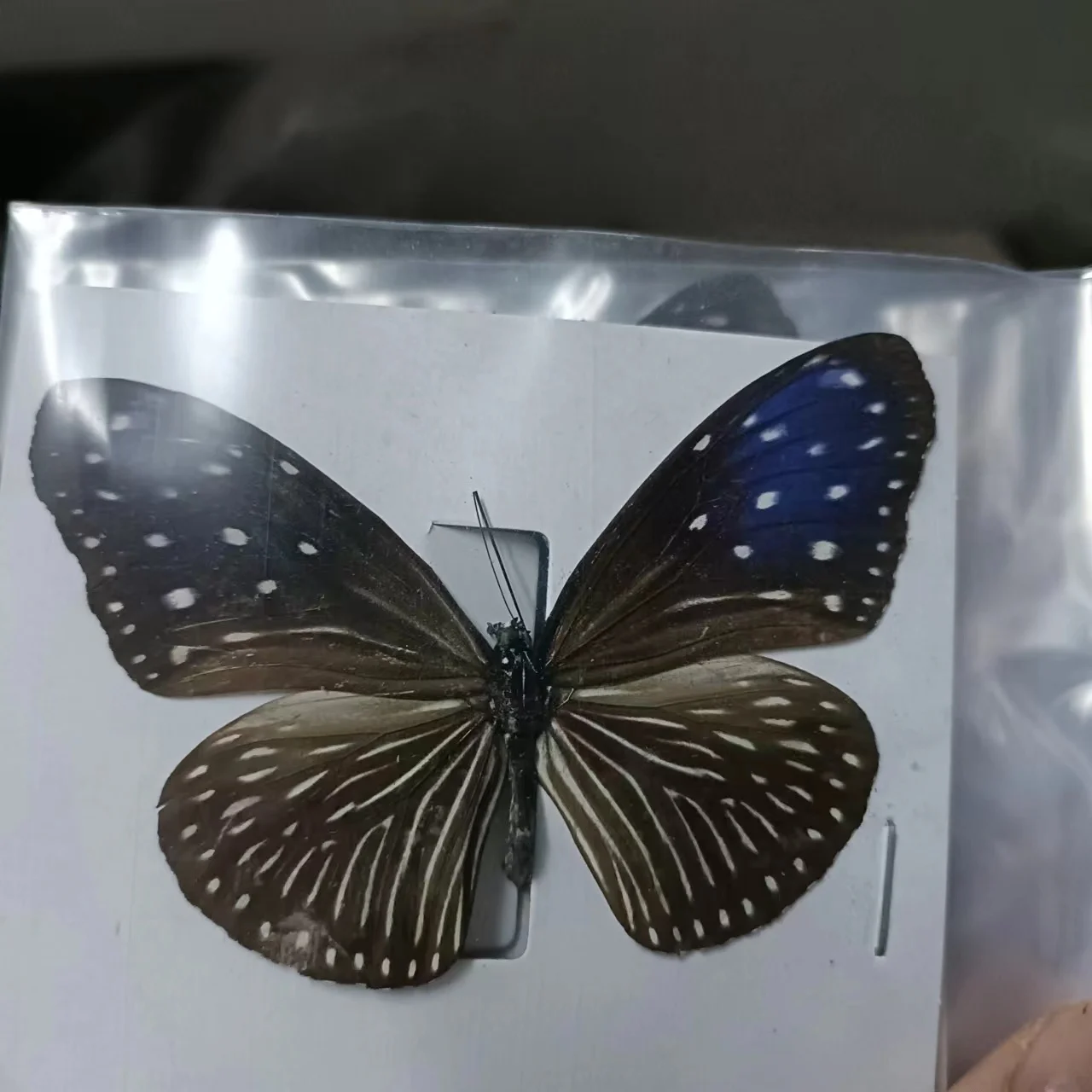 Real Butterfly Specimen Insect Specimen Teaching Specimen DIY Self-sealing Bags Optional Varieties  home accessories 