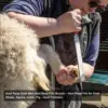 Goat hoof trimmer with mini horseshoe file (8 inches, approximately 20.3 centimeters) - nail clippers for goats, sheep, alpacas, 4