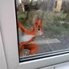 1pcs Squirrel Wall Stickers Peeping Wall Decal Stickers For Accompanied By Four Seasons House Decoration Наклейки На Стену#G 1
