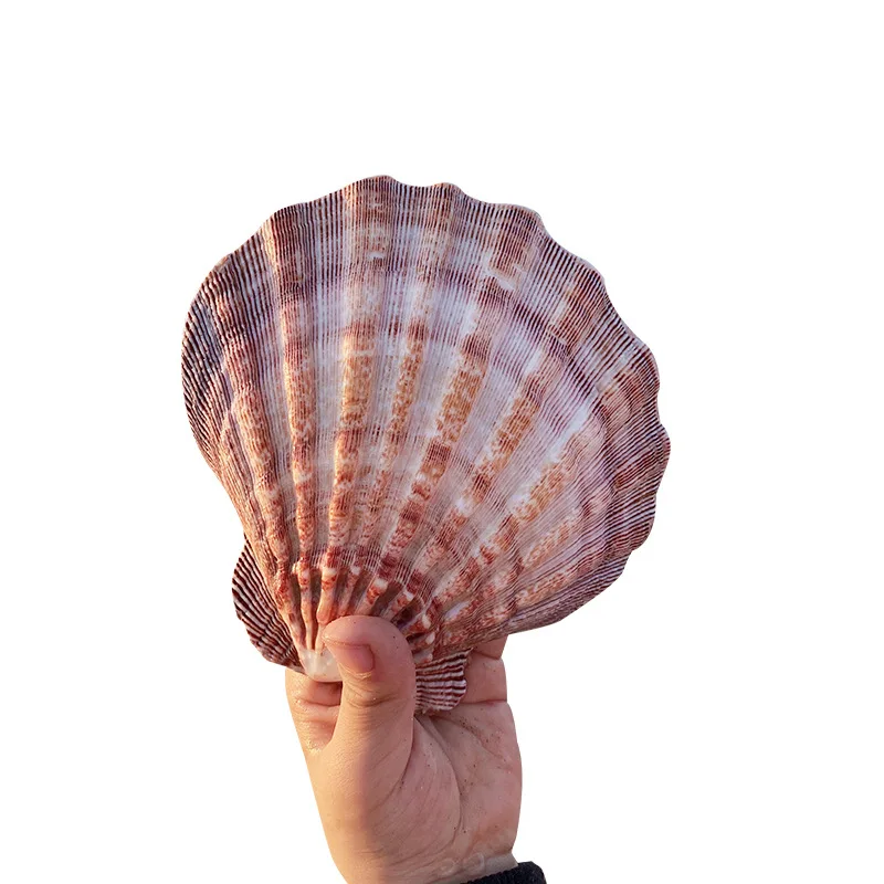 כף אריה גדולה לאפיית צלעות למלאכות DIY ציור חוף חתונה קישוט, צלעות טבעיות לחוף בכמות גדולה