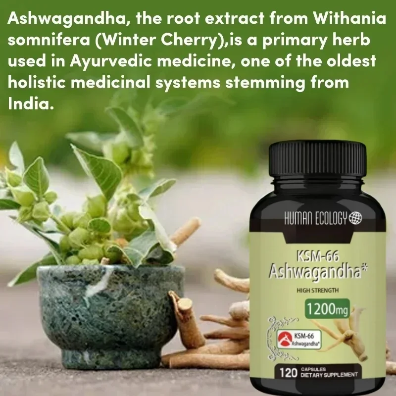 Human Ecology South African Drunken Eggplant Capsules 1200mg Stress Relief Concentration Enhancer 120 Caps