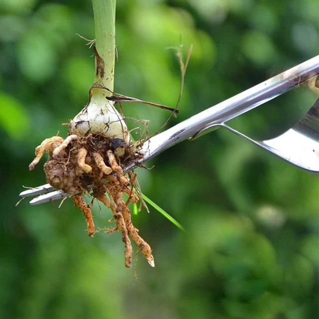 Rozsdamentes Acél Kézi Gyomi Gyomnövények Ásó Húzóhullámú Fej Gyomok Távolítják El A Lapát Kertészeti Vágószerszámokat - Image 5