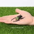 Beetle A