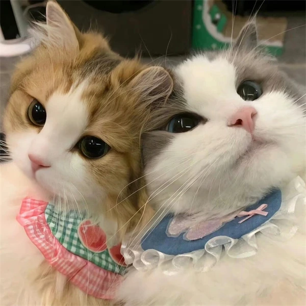 CatPark Store