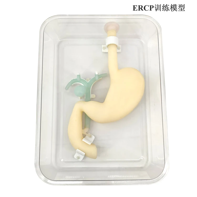Gastroscopic surgery training model ERCP training model Simulate gastroduodenal biliary system Digestion