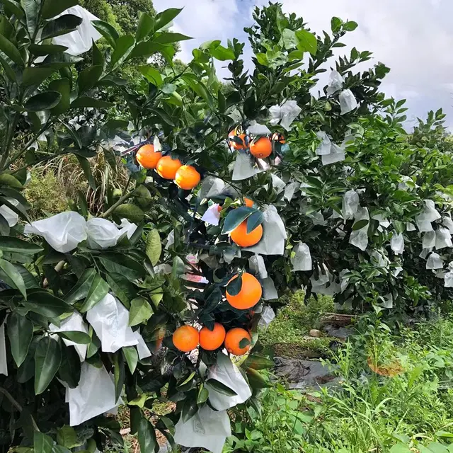 100Db Gyümölcsvédő Papírzacskók Őszibarack Szőlő Papírzsákok A Rovar Tasak Vízálló Kártevőirtás Ellen - Image 3