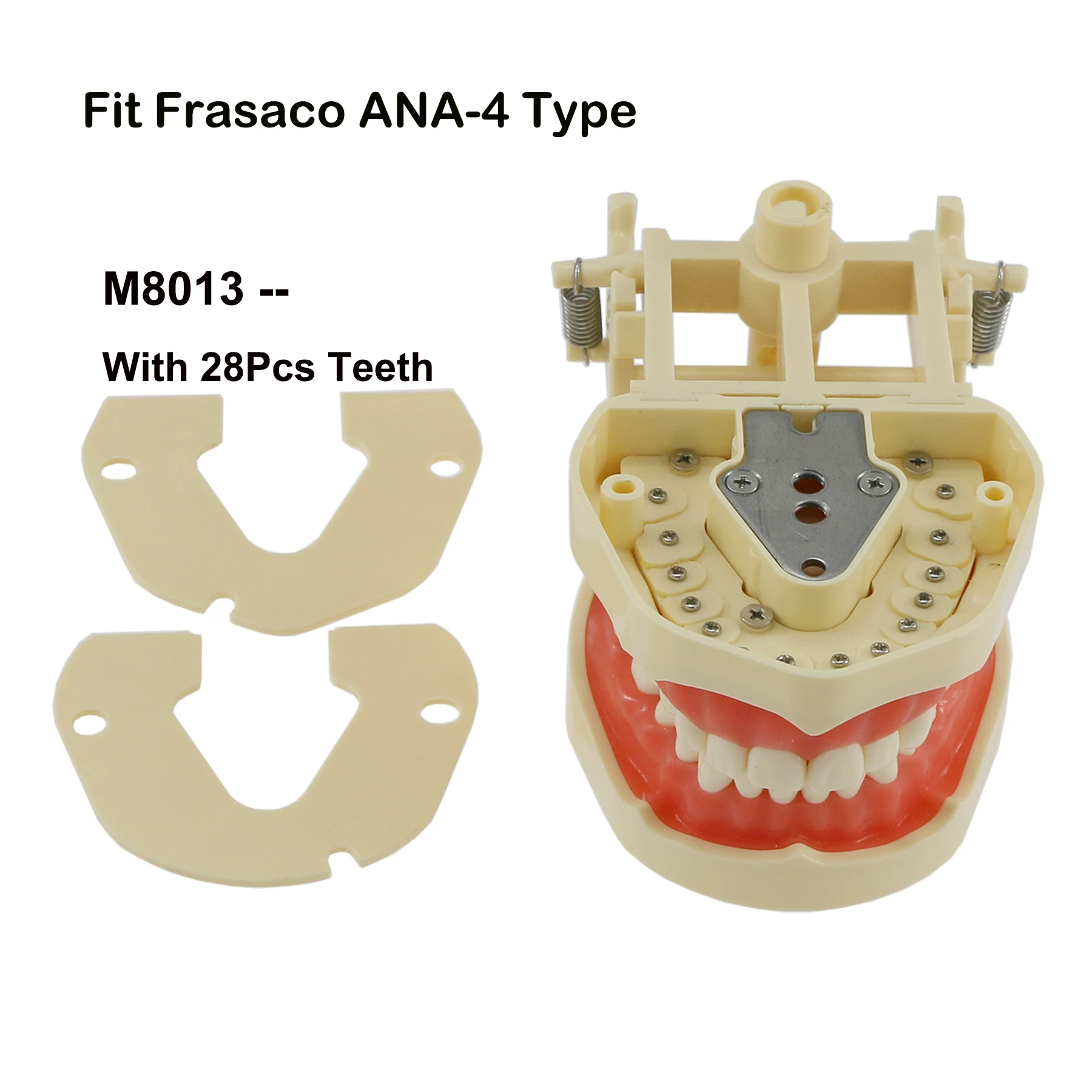 Modèle Dentaire Typodont Avec Dents Pour Pratique Frasaco ANA-4 AG3, 28/32 Pièces - Neuf