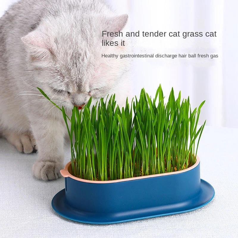 1Set Cat Snack Cat Mint Planting Hydroponic Box Cat Grass Pot Color