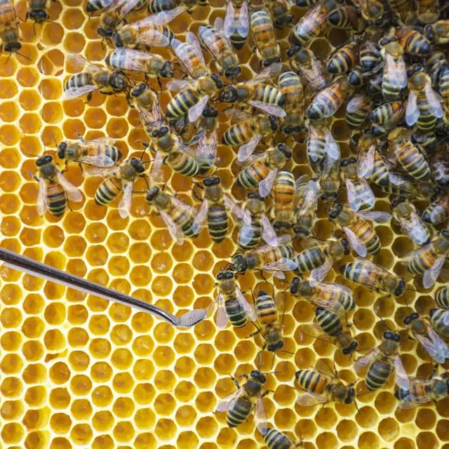 Lárva Átadása A Méhészeti Tűhillagok Mozgó Oltószerszámok Dupla Fejek Rozsdamentes Acél Kaptár Váltása Méhkirálynő Neveléséhez - Image 3