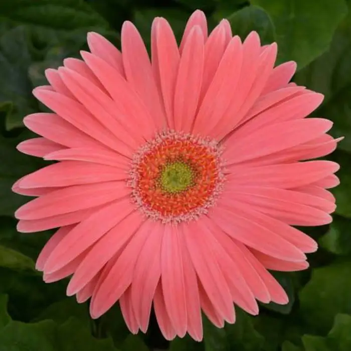 Gerbera-Flor de habitación rosa, maceta D12 - AliExpress