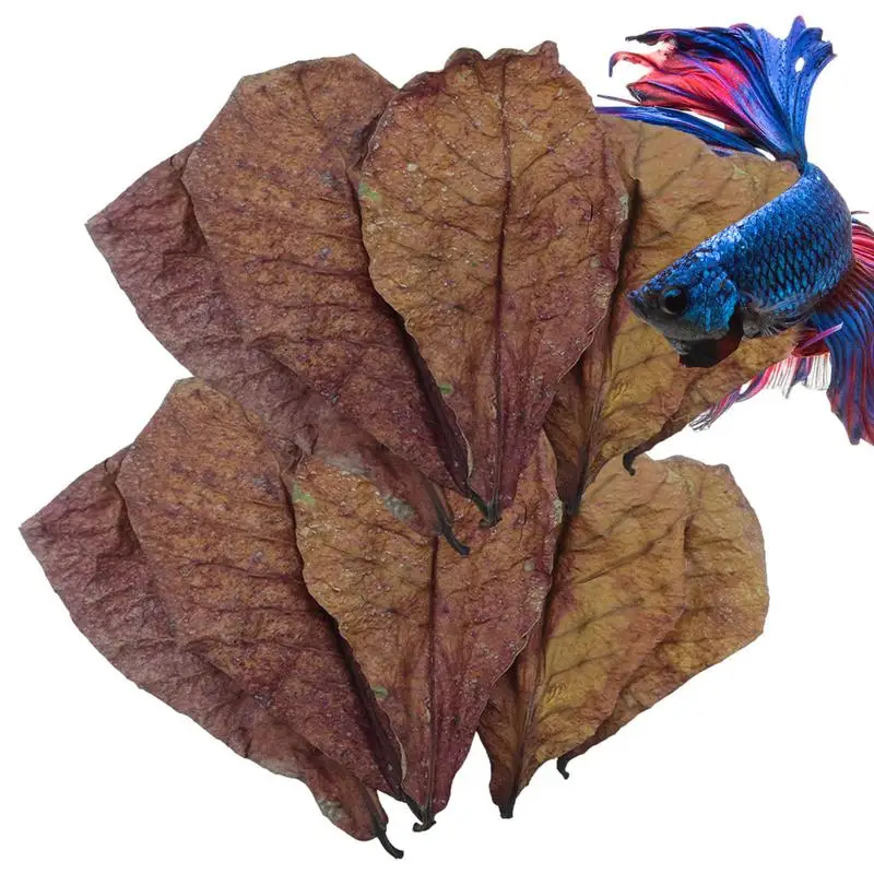Terminalia Foglie Di Catappa Betta Gamberetti Foglie Ph Balance Condizionatore D'Acqua Per Acquario Tartarughe Gamberetti Accessorio