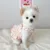Dog Clothes Strawberry Dress Pet Cat Dogs Clothing Wholesale 9