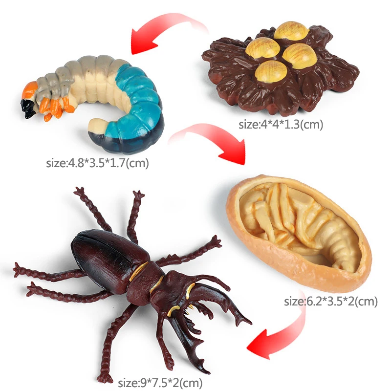 New Simulation Animal Insect Life Cycle Model Bee Butterfly Growth Cycle Figurine Action Figures Kid Cognitive Early Toy Collect deadpool toys Action & Toy Figures